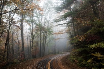 winding forest path- stock shot