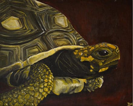 Tortoise by Deanna Millard