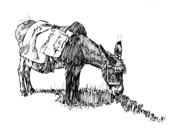 a Spanish burro grazing