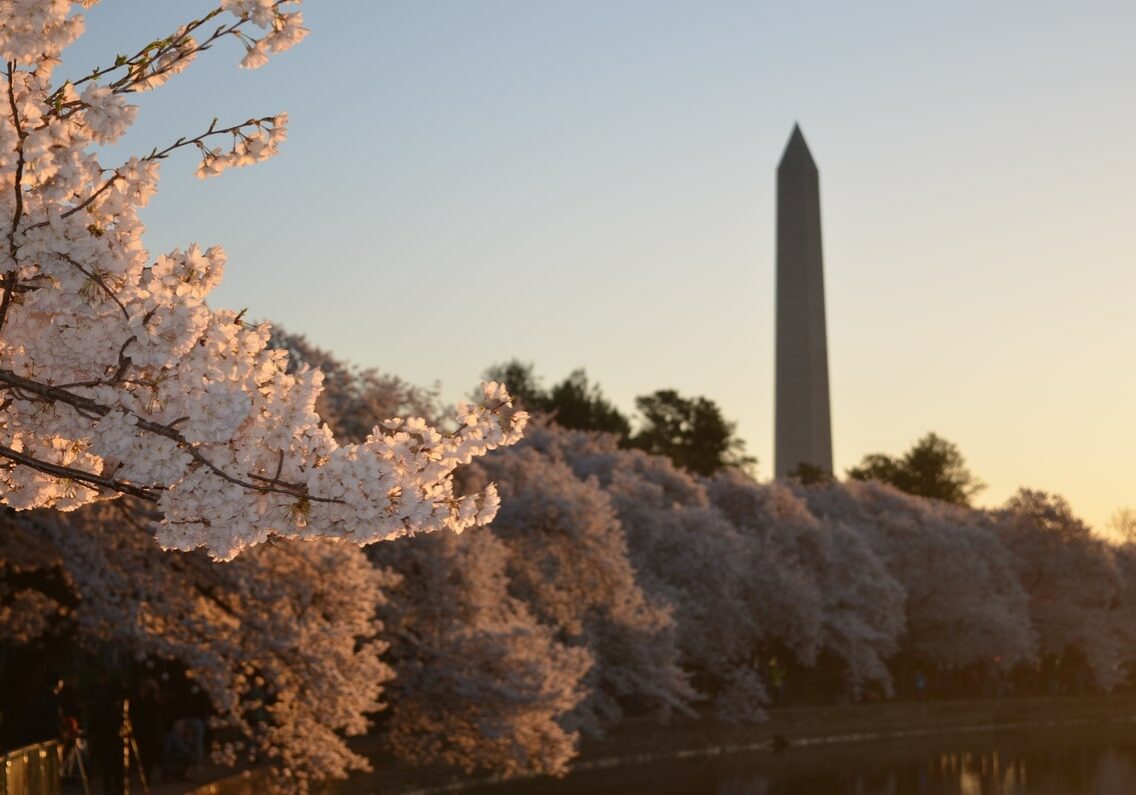 cherry blossoms in front of Washington Monument